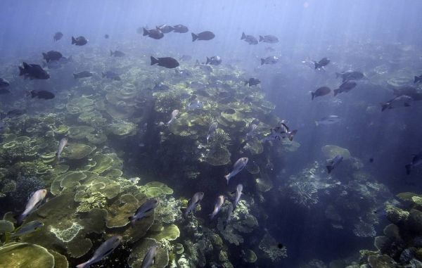 Северные участки Большого Барьерного рифа потеряли треть кораллов