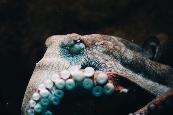 Ученые назвали неожиданного преемника человека на Земле