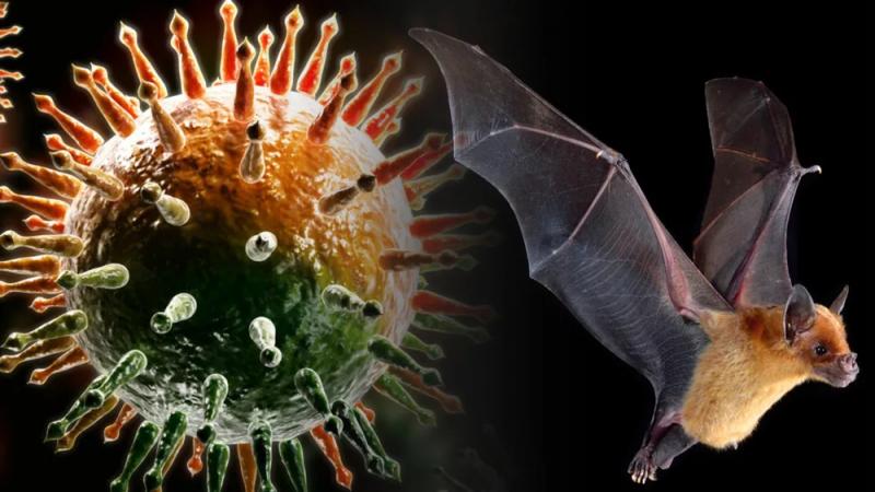 Эксперт Кутырев: существует порядка 10 тыс. неизученных вирусов животных