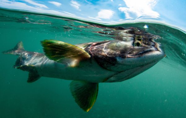 Найдены комплексы молекул, позволяющие выживать в холоде без повреждений