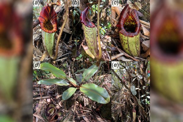 Ученые показали волосатое плотоядное растение нового вида с гор Малайзии