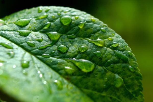 В Израиле вырастили библейское дерево Шеба