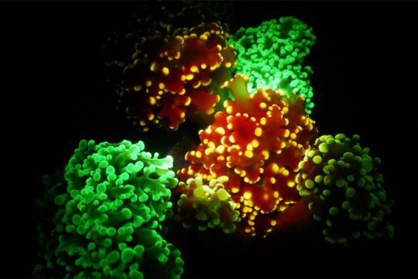 Ученые раскрыли тайны движения кораллов