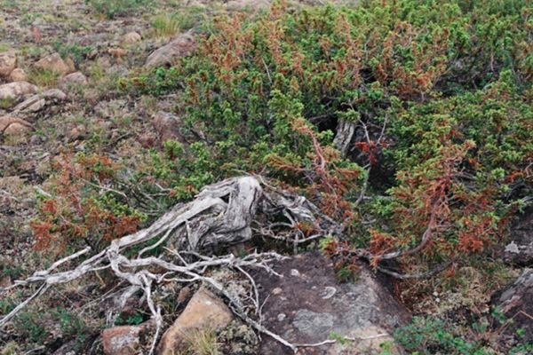 Ученым удалось подтвердить легенду о тысячелетних можжевельниках