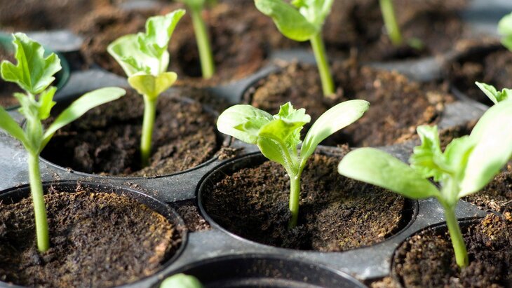 В Чили и Аргентине обнаружено растение, способное