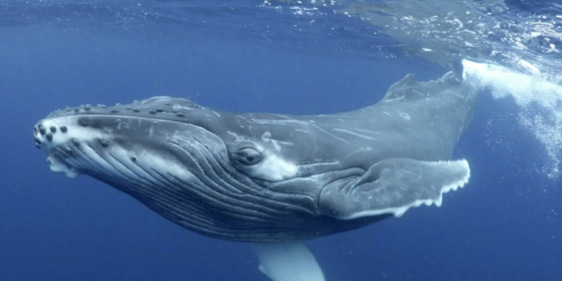 Выявлена важность течений Антарктики для питания китов