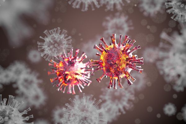 Ученые нашли новый генипавирус у землероек в США