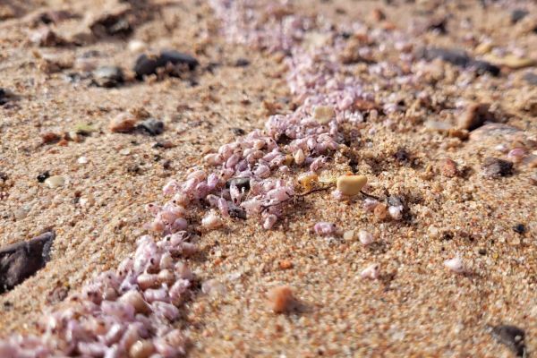 Ученые раскрыли секрет ярко-розовых берегов Красного моря