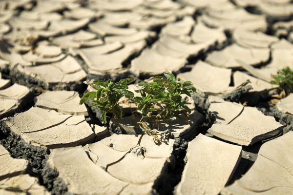 Ученые раскрыли секрет выживания растений в пустыне