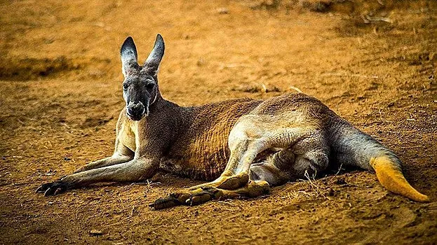 Ученые вырастили первый в мире эмбрион кенгуру с помощью ЭКО