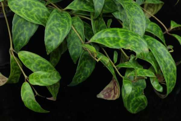 В РФ впервые обнаружили желто-зеленые водоросли Vaucheria longicaulis