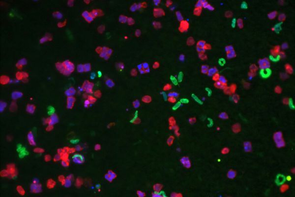 Бактерии «вакцинируют» себя против вирусов, выяснили ученые