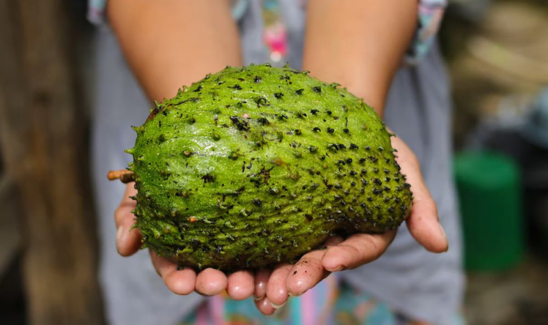 Ядовитое «сметанное яблоко» из Южной Америки претендует на звание нового суперфуда