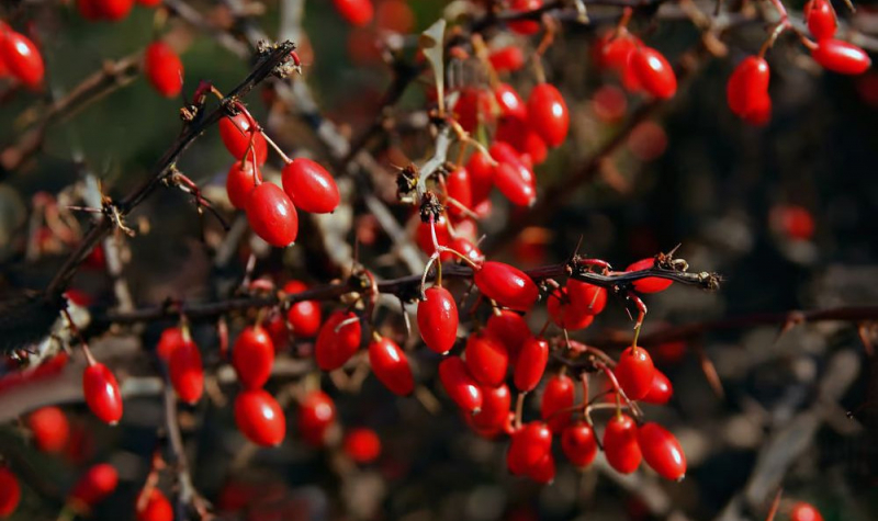Натуральное лекарство из барбариса оказалось эффективным в лечении диабета