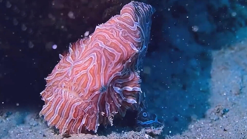 Почему птицы умирают в невесомости, а кошки чувствуют себя прекрасно