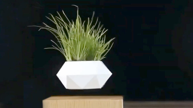 Почему птицы умирают в невесомости, а кошки чувствуют себя прекрасно