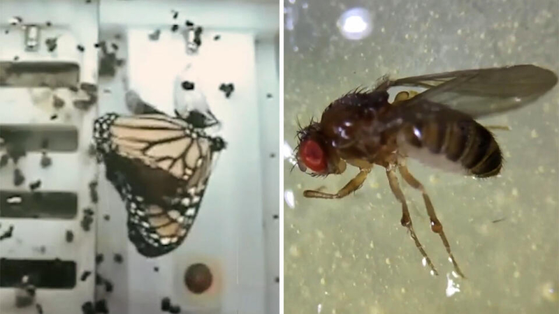 Почему птицы умирают в невесомости, а кошки чувствуют себя прекрасно