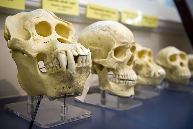 Раскрыт новый этап эволюции человека