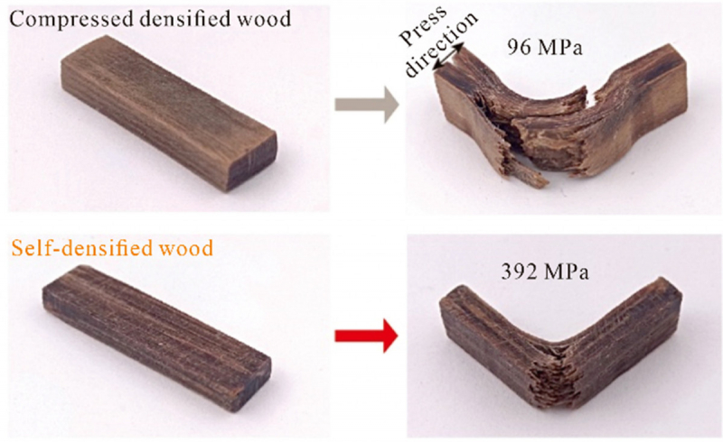 «Самоуплотненная» древесина может стать новым суперматериалом