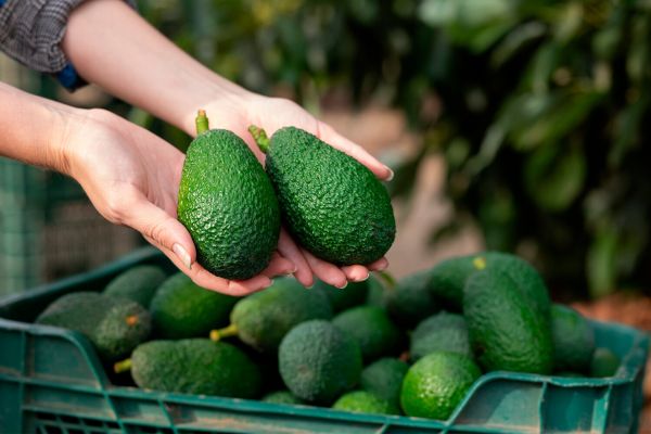 Ученые раскрыли, когда и где человек впервые одомашнил авокадо