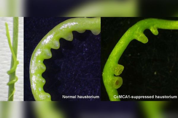 Ученые раскрыли тайны растения-вампира