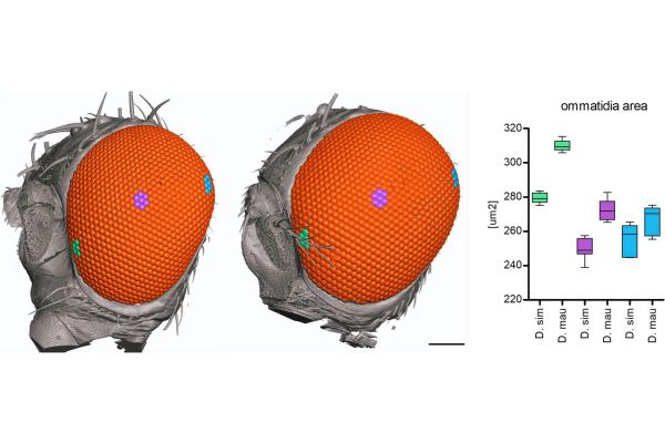 Ученые выяснили, как гены влияют на размер глаз