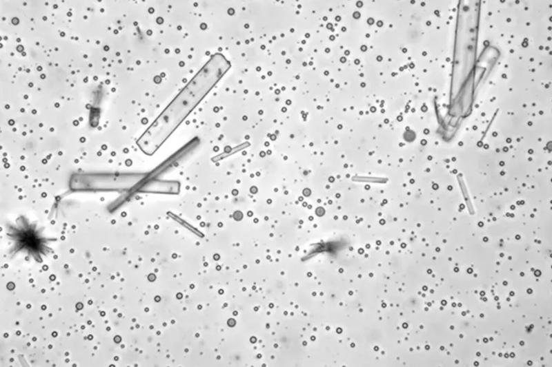 Ученые выяснили, как кальций мог повлиять на зарождение жизни