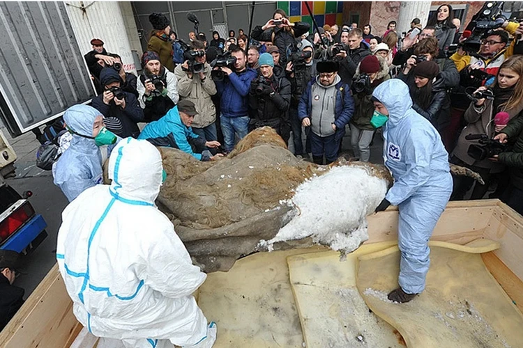 Воскрешая мамонтов: в США вывели мышей с шерстью вымерших млекопитающих