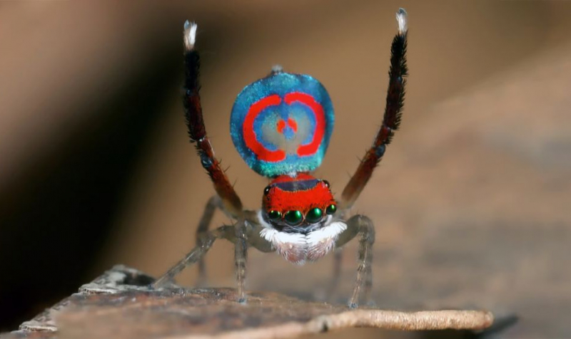 Австралийские прыгающие пауки в прыжке испытывают перегрузки до 13 g