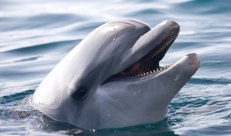 ИИ DolphinGemma от Google учится говорить на языке дельфинов