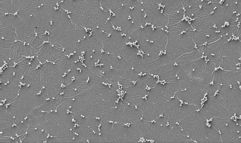 Краска-убийца уничтожает 100 % бактерий при контакте