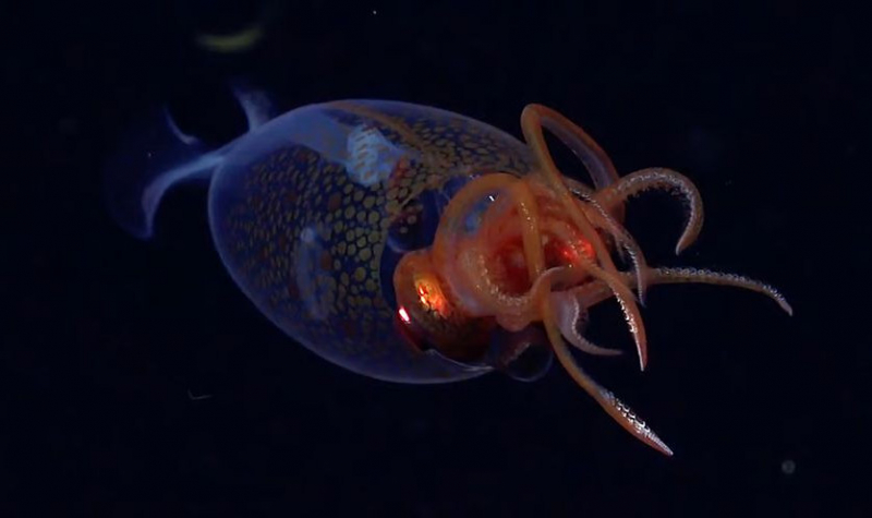Ученые впервые в мире засняли на видео редкого прозрачного кальмара