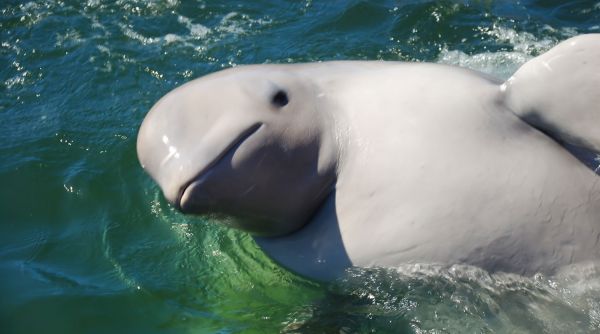 Ученые выяснили, как киты спят, отключив половину мозга