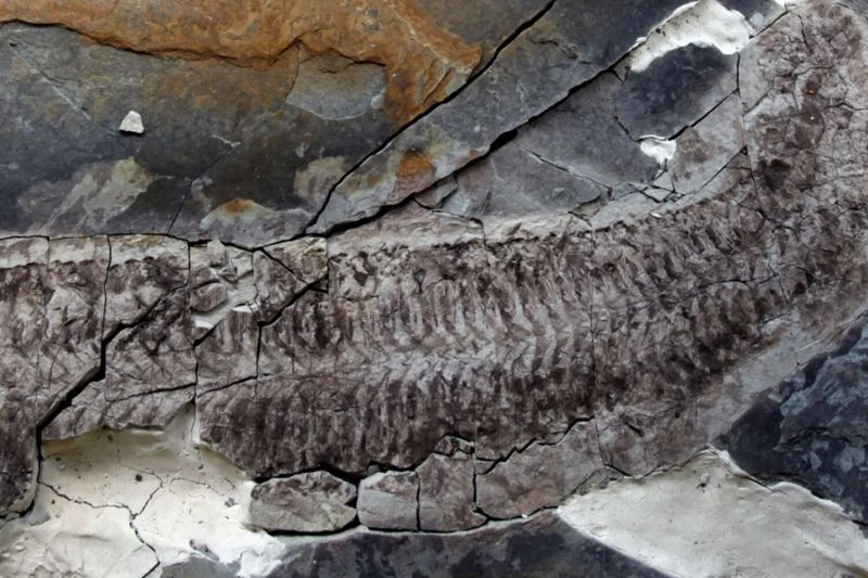 В Южной Африке нашли неизвестное древнее существо вдвое старше динозавров