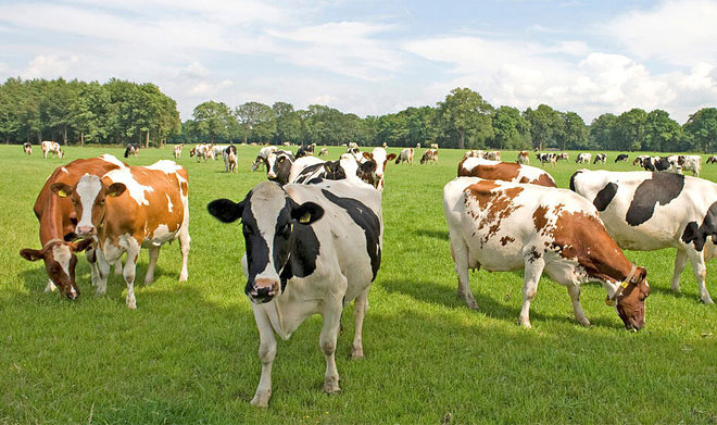 В Свердловской области предложили нейростимуляцию мозга коров для повышения удоя