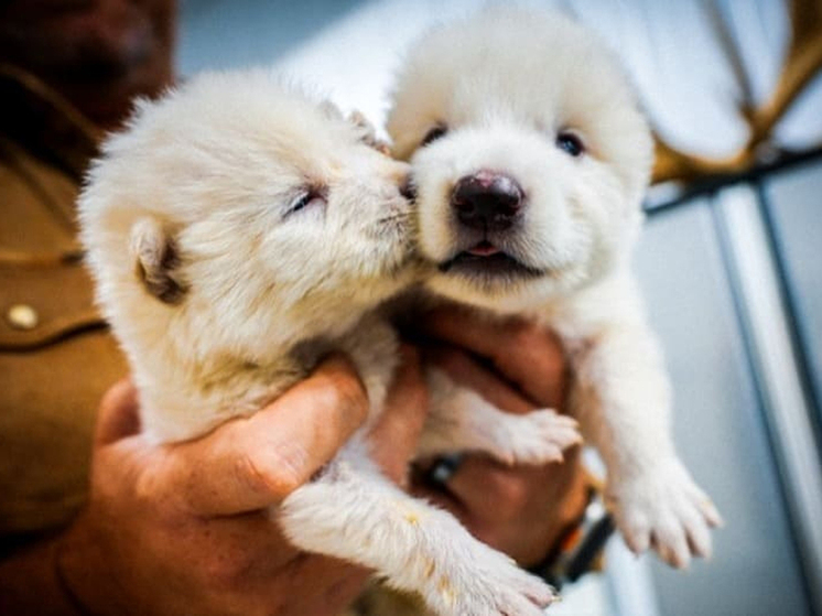 Возвращение вымерших доисторических волков вызвало споры у ученых