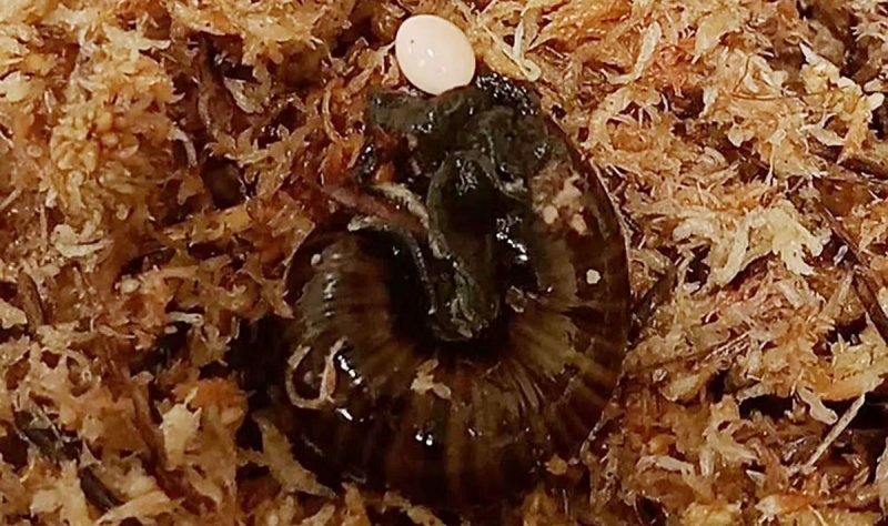 Редкая улитка из Новой Зеландии откладывает яйца через отверстие в шее