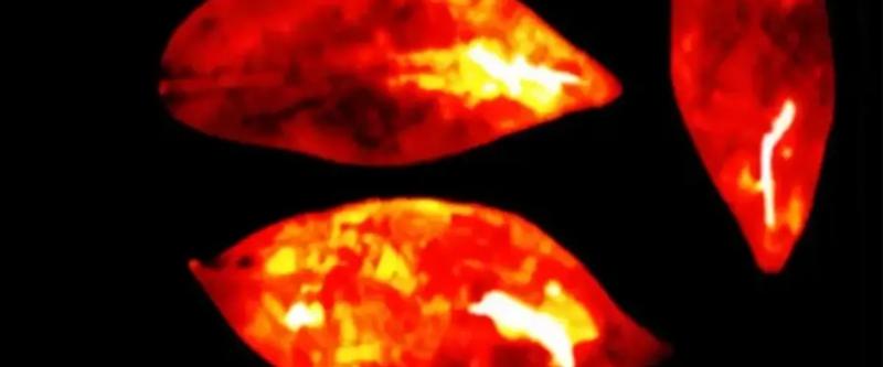 «Свет жизни»: ученые доказали, что все живые организмы излучают слабый свет