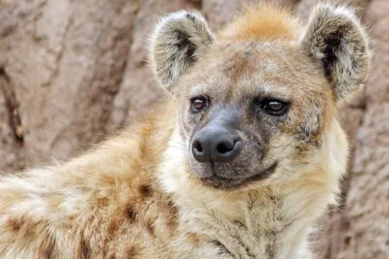 Ученые обнаружили универсальный алгоритм поведения животных