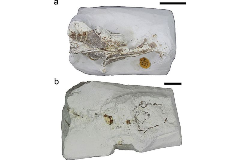Ученые открыли новый вид древних акул, плававших у берегов Британии