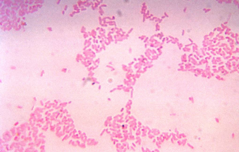Выращены микробы микрофлоры, превращающие токсичную метилртуть в металл