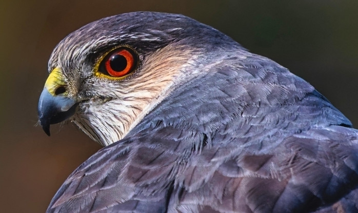 Американские ястребы научились охотиться при помощи городских светофоров