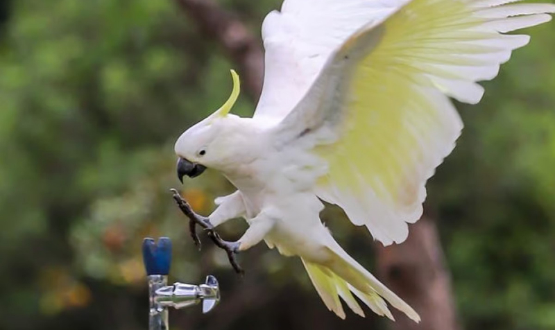 Австралийские какаду научились добывать еду в городе — теперь они осваивают питьевые фонтанчики