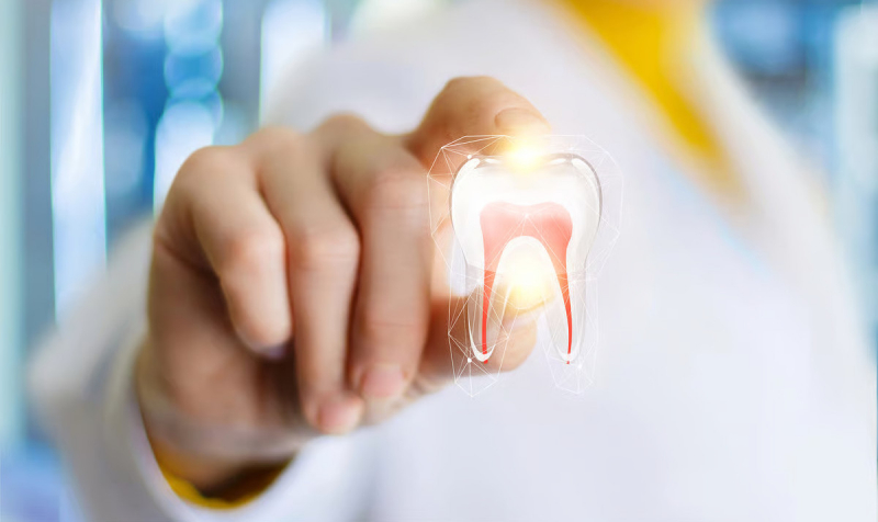 Биоинженеры научились выращивать искусственные зубы взамен утраченных