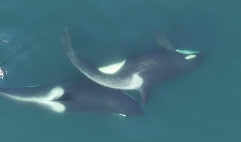 Косатки следят за гигиеной — и даже умеют изготавливать мочалки из водорослей