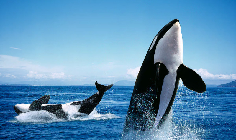 Косатки следят за гигиеной — и даже умеют изготавливать мочалки из водорослей