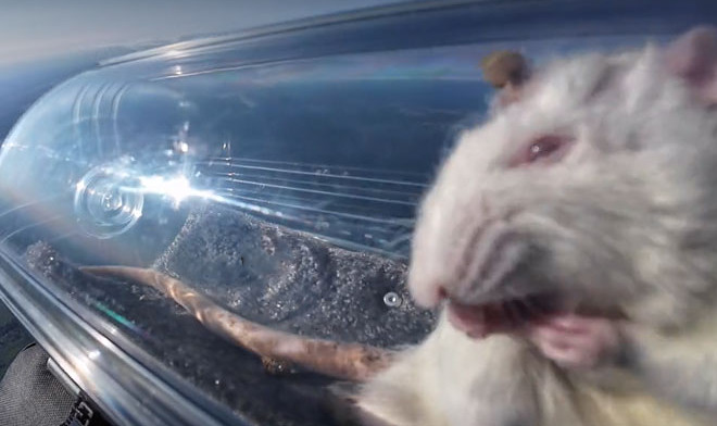 Крысы с нейроимплантами под наблюдением слетали в стратосферу