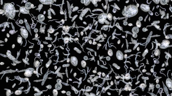 Найден микроб, который может эволюционировать в вирус