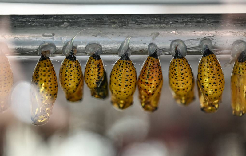 Раскрыты уникальные сдвиги в работе генов при формировании куколок насекомых