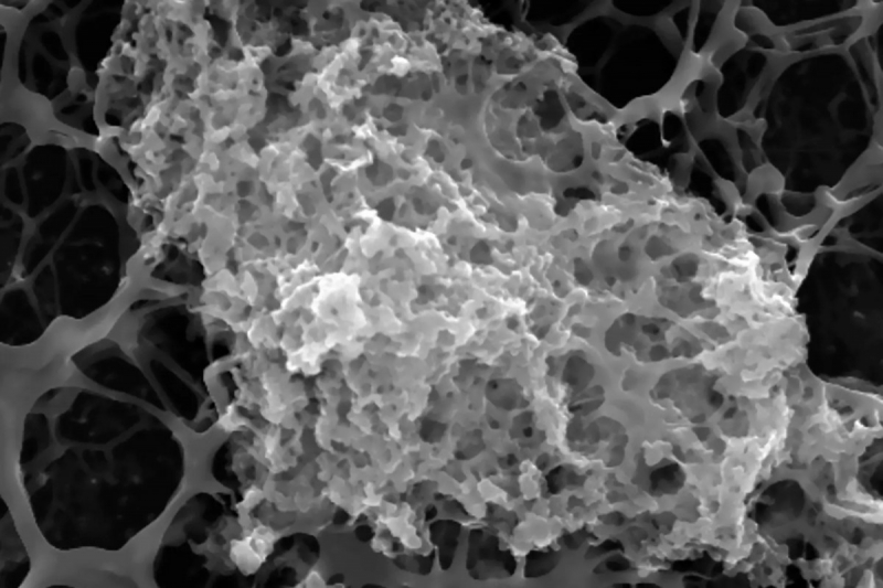 Секретное блошиное оружие поможет создать батут для бактерий